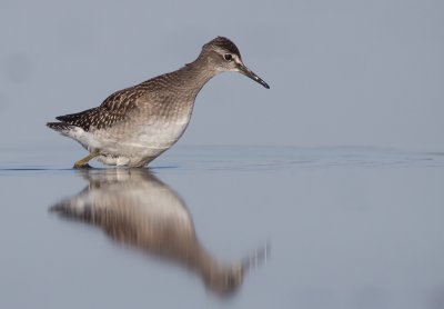 Wood sandpiper (Tringa glareola)