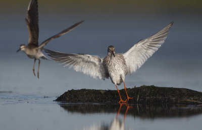 Redshank (Tringas totanus) & Wood sandpiper (Tringa glareola)