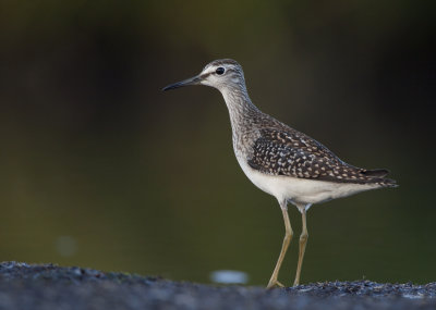 Wood sandpiper (Tringa glareola)