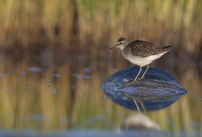 Wood sandpiper (Tringa glareola)