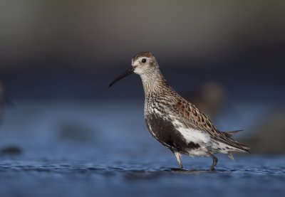 Dunlin (Calidris alpina)