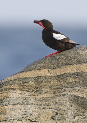 black guillemot (Cepphus grylle)