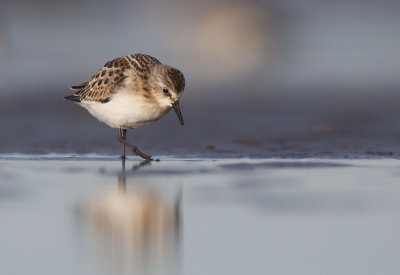 Little stint (Calidris minuta)