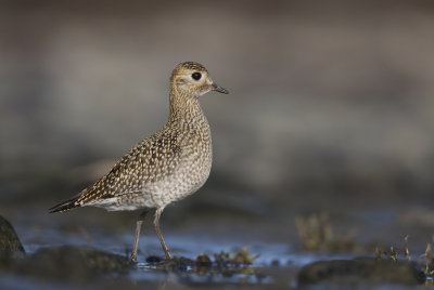 Golden plover (Pluvialis apricaria) - juvenile