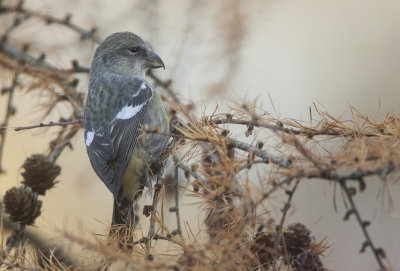 Two barred crossbill (Loxia leucoptera)