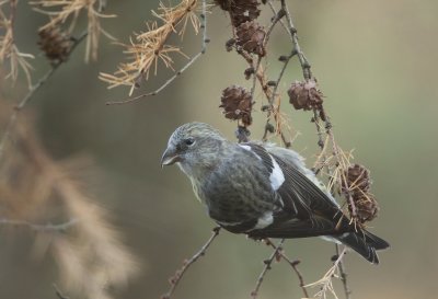 Two barred crossbill (Loxia leucoptera)