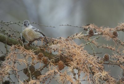 Two barred crossbill (Loxia leucoptera)