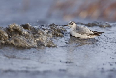 Grey phalarope (Phalaropus fulicarius)