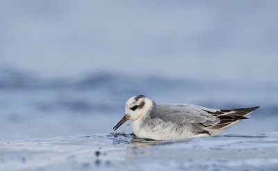 Grey phalarope (Phalaropus fulicarius)