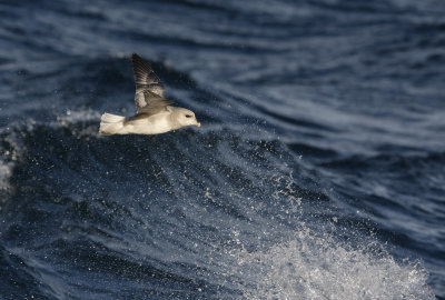 Northern fulmar (Fulmarus glacialis)