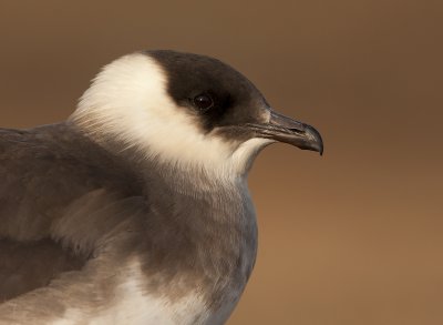 Arctic skua (Stercorarius parasiticus)