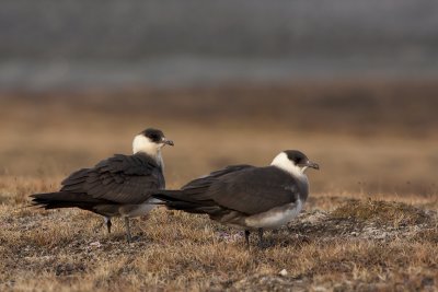 Arctic skua (Stercorarius parasiticus)