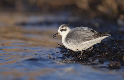 Grey phalarope (Phalaropus fulicarius)