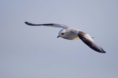 Rosss gull (Rhodostethia rosea)