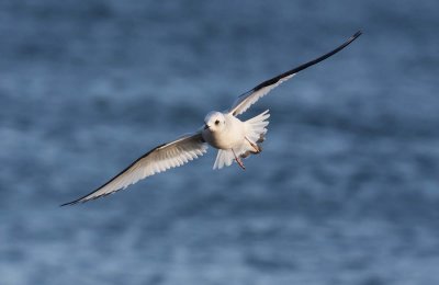 Rosss gull (Rhodostethia rosea)