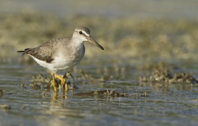 Grey tailed tattler (Heteroscelus brevipes)