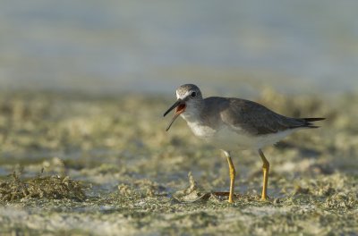 Grey tailed tattler (Heteroscelus brevipes)