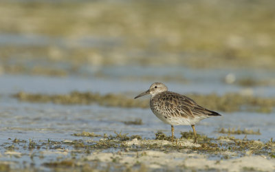 Great Knot (Calidris tenuirostris)