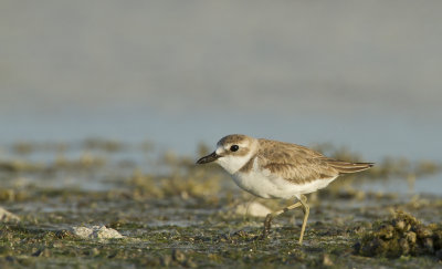 Greater sand plover (Charadrius leschenaultii)