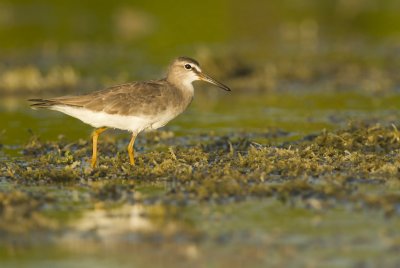 Grey tailed tattler (Heteroscelus brevipe