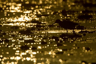 Grey tailed tattler (Heteroscelus brevipes)