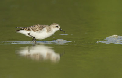 Red necked stint (Calidris ruficollis)