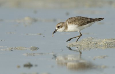 Greater sand plover (Charadrius leschenaultii)