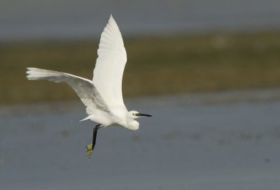 Little egret (Egretta garzetta)