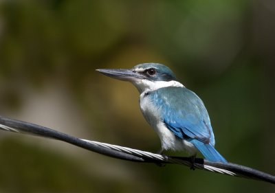 Collared kingfisher (Todiramphus chloris)