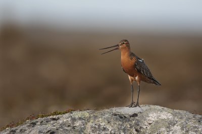Bar tailed godwit  (Limosa lapponica)