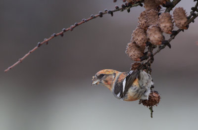 Two barred crossbill (Loxia leucoptera)