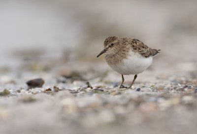 Temminck�s stint  (Calidris temminckii)