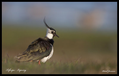 Lapwing - Tofsvipa