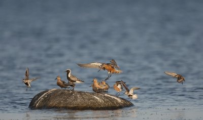 Mixed flock of arctic waders
