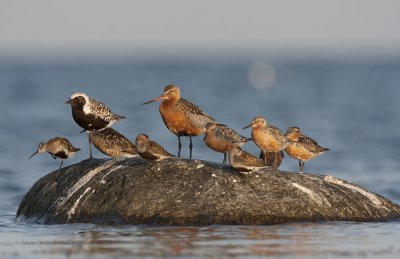 mixed flock of Arctic waders
