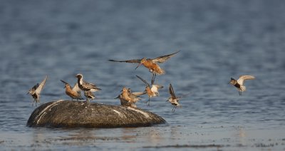 mixed flock of Arctic waders