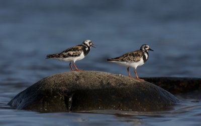 Ruddy turnstone (Arenaria interpres)