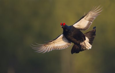 Black grouse