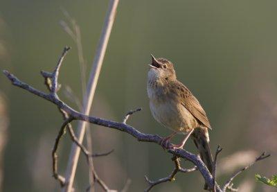 Grashopper warbler (Locustella naevia)