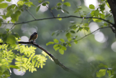 Redstart (Phoenicurus phoenicurus)