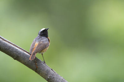 Redstart (Phoenicurus phoenicurus)