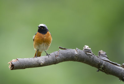 Redstart (Phoenicurus phoenicurus)