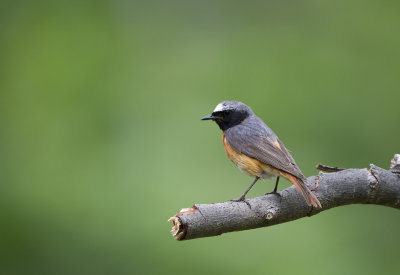 Redstart (Phoenicurus phoenicurus)