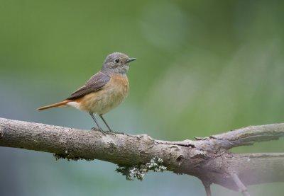 Redstart (Phoenicurus phoenicurus)