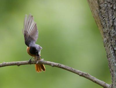 Redstart (Phoenicurus phoenicurus)