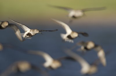 Dunlins  (Calidris alpina)