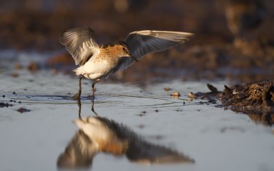 Little stint (Calidris minuta)