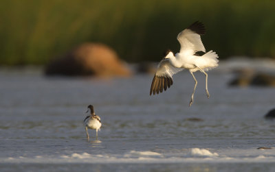 Avocet  (Avosetta avosetta)