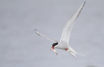 Arctic Tern (Sterna paradisaea)