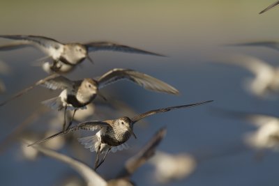 Dunlins  (Calidris alpina)